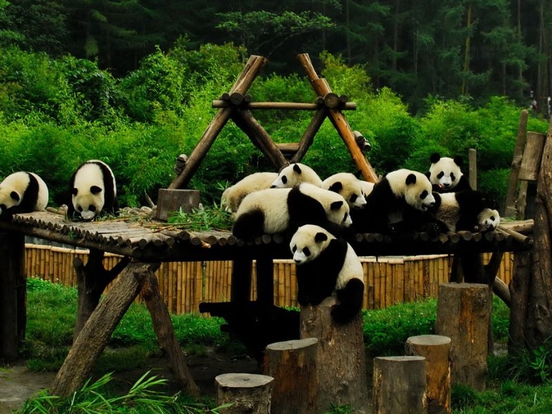 Du Lịch Thành Đô - Lạc Sơn - Cửu Trại Câu - Công Viên Gấu Trúc - Mạn Hoa Trang Viên 
