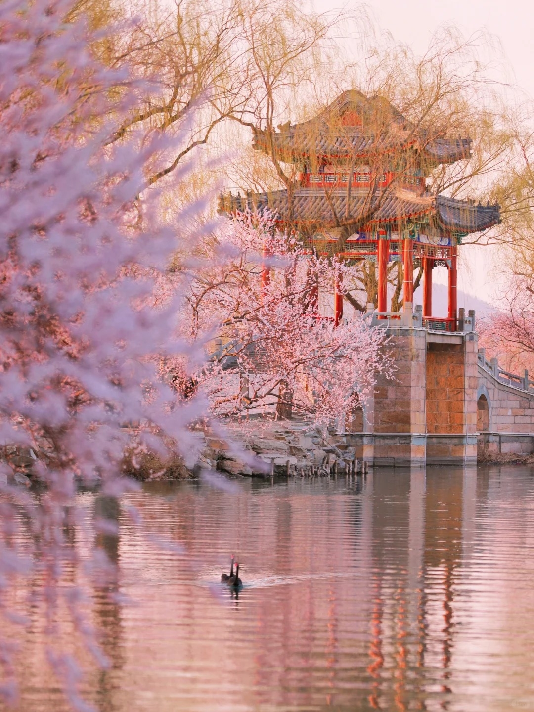 Top 7 Địa Điểm Ngắm Hoa Anh Đào Đẹp Nhất Trung Quốc - Cùng VGI TRAVEL Khám Phá Mùa Xuân Tuyệt Vời